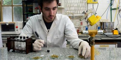 �Qu� contiene el cannabis medicinal? Cada vez m�s pacientes mandan sus frascos a analizar a laboratorios universitarios