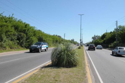 Avanza el Plan de Forestaci�n en m�s accesos y espacios p�blicos