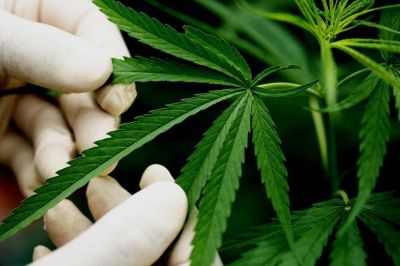 Amparo por cannabis medicinal