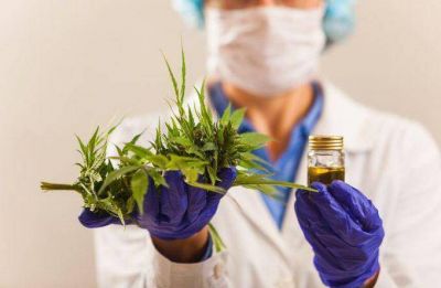 En tiempo r�cord Echarren legaliz� el cultivo de marihuana en su municipio