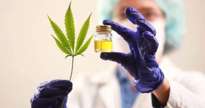 El 80% de los ni�os con epilepsia evita 2 de cada 3 crisis con aceite de cannabis
