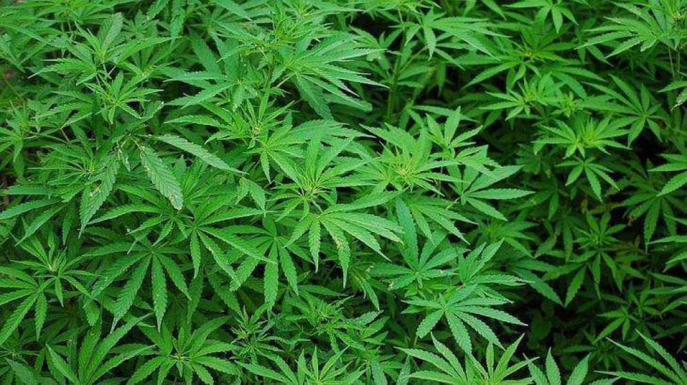 Cannabis medicinal: el gobierno prepara respuesta a la OMS