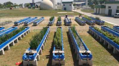 CONICET: comprueban la eficacia de un subproducto de la industria cervecera y el descarte de las podas para depurar el agua