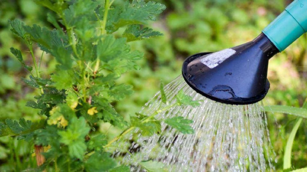 Incrementan un 450% las multas por derrochar agua potable