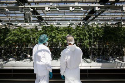 Coca-Cola niega el rumor sobre la creaci�n de una bebida con cannabis