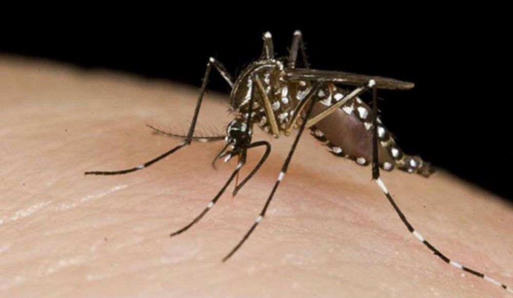Palpal: continua la campaa de prevencin de dengue, zika y chikungunya
