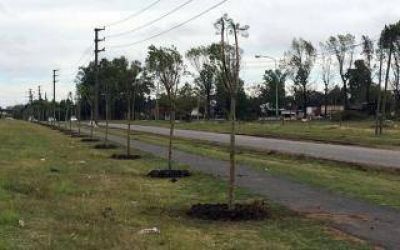 Tigre: El municipio plant� m�s de 1.500 �rboles en todo el distrito