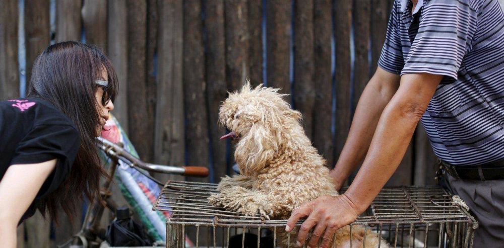 Las mascotas, vctimas colaterales del coronavirus en China