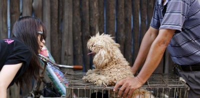 Las mascotas, v�ctimas colaterales del coronavirus en China