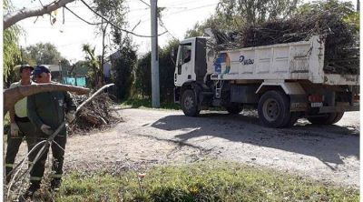El Municipio avanza con la recolecci�n de podas y pide �paciencia�