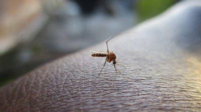 En 2020, la Ciudad de Buenos Aires triplic� casos de dengue con respecto a enero de 2019