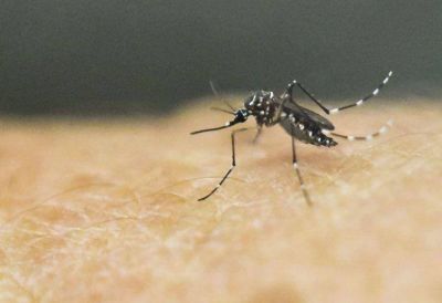 Dengue: la Provincia 