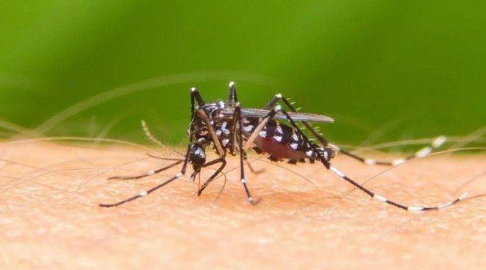 La municipalidad pacea confirmo tres casos de Dengue