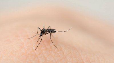 Catamarca: confirmaron dos primeros casos no aut�ctonos de dengue