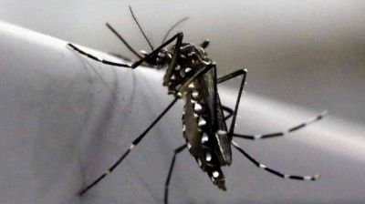 Ya se registran brotes de dengue en 12 municipios de la provincia de Buenos Aires