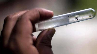 La provincia de Buenos Aires confirm� 152 casos y Misiones y Corrientes cerca de 3 mil