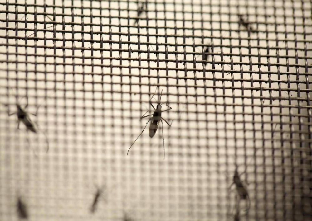Crecen los casos de dengue y se confirma el primero en Mar del Plata
