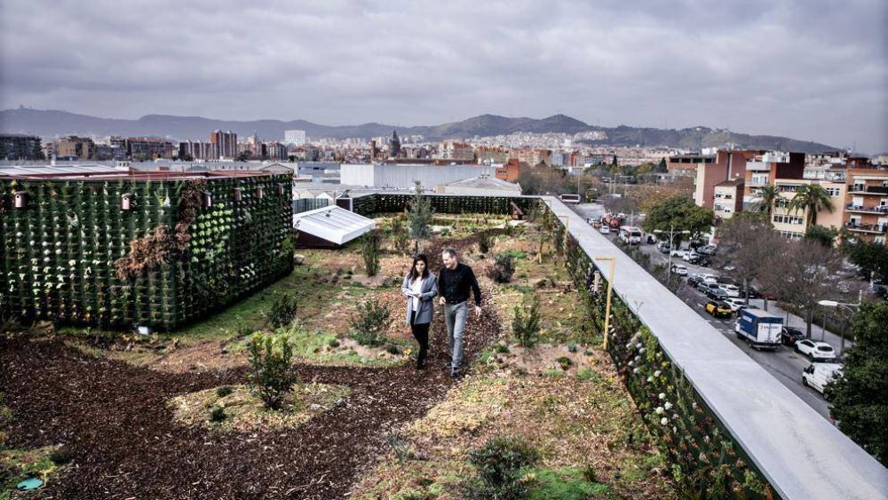 Un ecosistema propio sobre el techo de la oficina