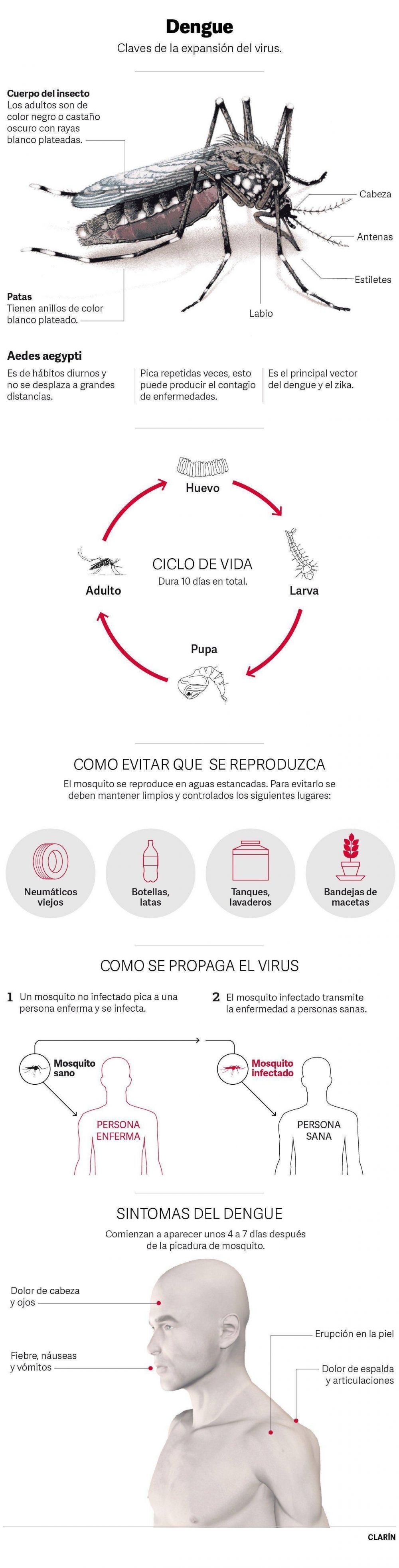 Hay 666 casos de dengue confirmados en la Ciudad y aumentan los �aut�ctonos�