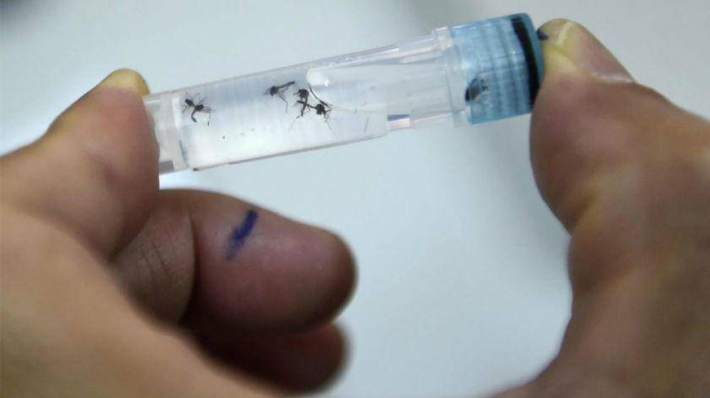 El 70% de los casos de dengue en la Ciudad son aut�ctonos