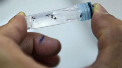 El 70% de los casos de dengue en la Ciudad son aut�ctonos