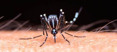 Dengue en La Rioja: 1102 casos confirmados y 1594 en estudio