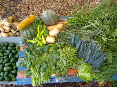 San Isidro: Los huerteros siguen donando su producci�n