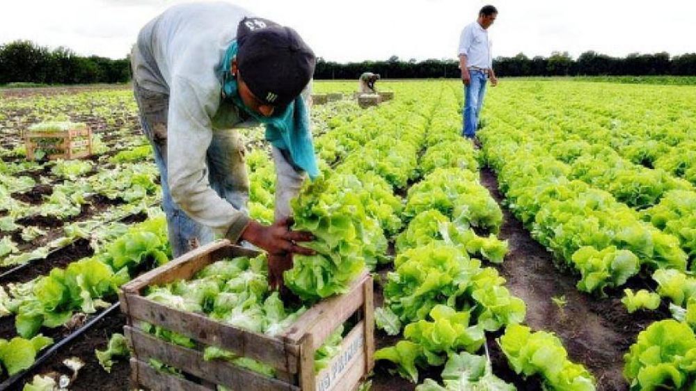De productor a consumidor: La propuesta de los quinteros platenses para paliar la crisis