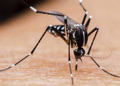 Panorama epidemiol�gico: Siete nuevos casos sospechosos de coronavirus y uno confirmado de dengue