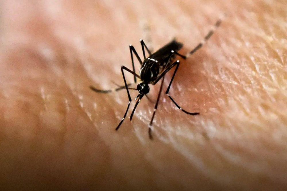 Ciudad confirma 3173 casos de dengue en lo que va de 2020