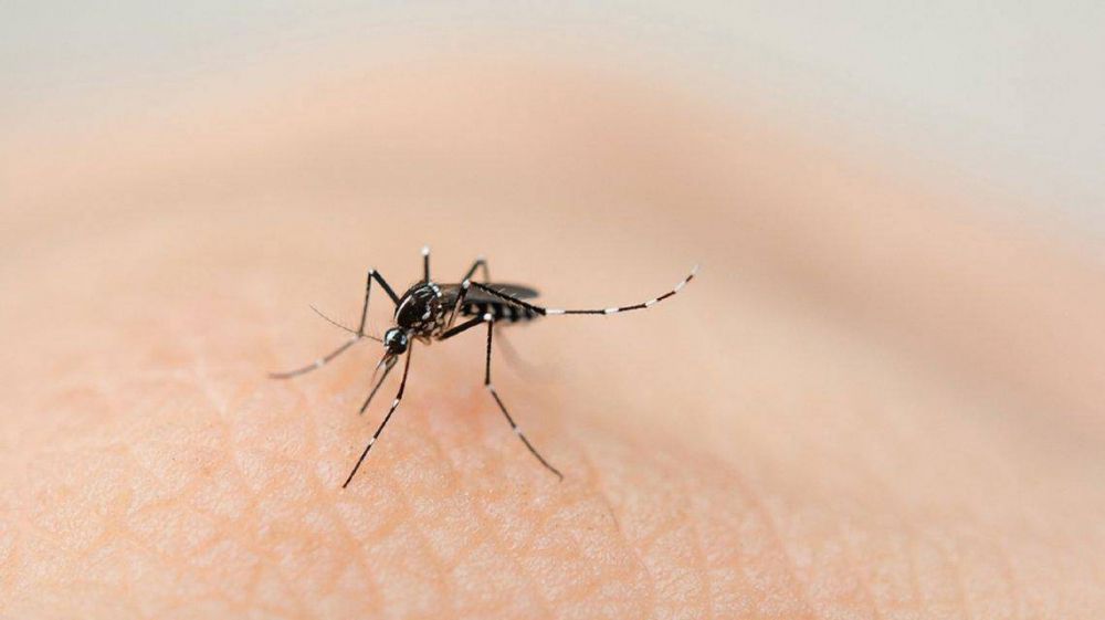 Ms de 14 mil casos de dengue fueron confirmados en el pas desde agosto de 2019 hasta abril