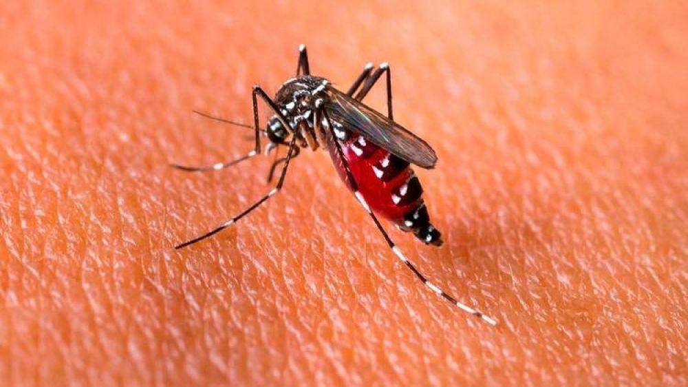 Dengue imparable: hubo ms de 12.000 casos en Argentina en el ltimo mes