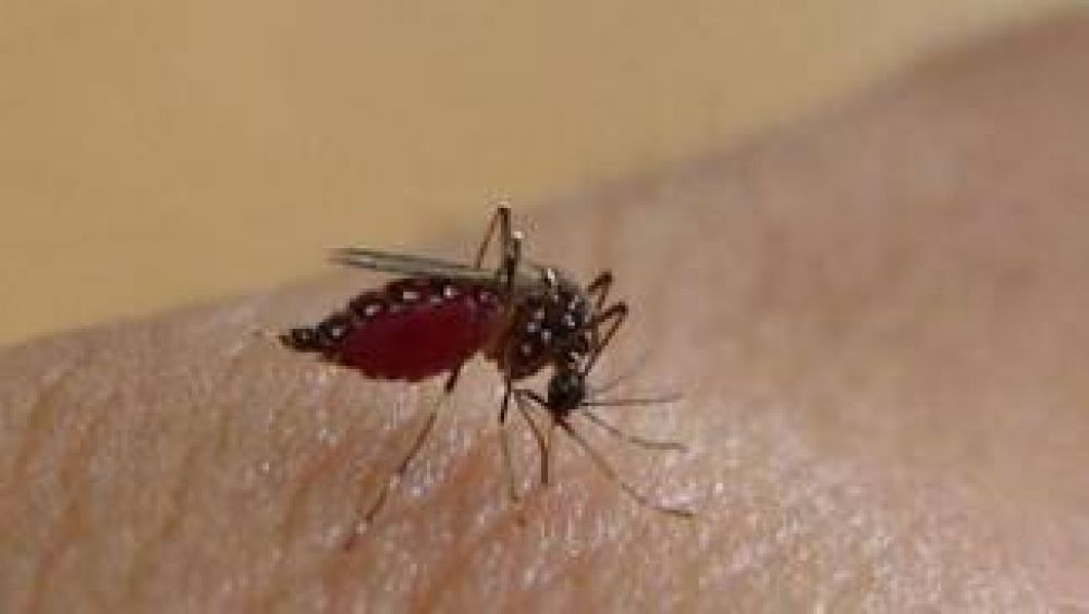 Ascienden a 5.221 los casos de dengue en la Ciudad de Buenos Aires