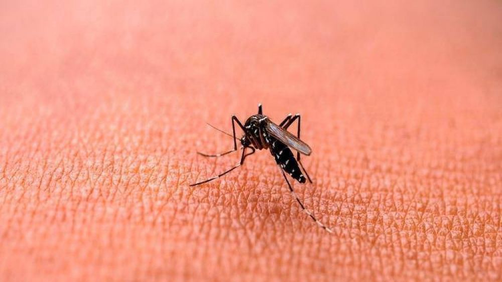 Hay casi 6.000 casos de dengue confirmados en la Ciudad de Buenos Aires y desde el Gobierno no descartan un aumento