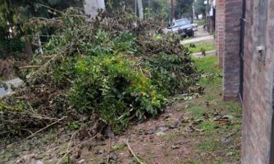Reclaman al Municipio que realice la recolecci�n de ramas en barrios