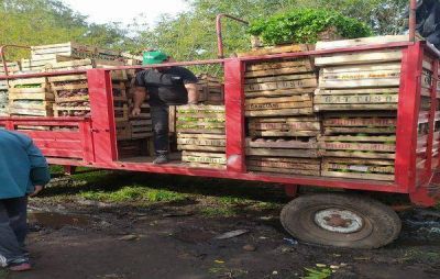 Donaron 10 mil kilos de verduras a los Comit�s Barriales de Emergencia