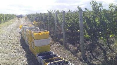 Vino, cerveza y gaseosas podr�n acceder a beneficios nacionales