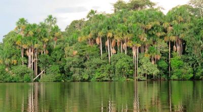 El Papa invita a sumarse al a�o especial de aniversario de la Laudato si�