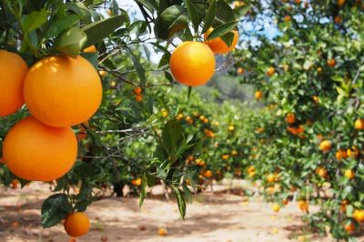 Coronavirus. Una firma tucumana exportar� jugos para cubrir una demanda de vitamina C en China