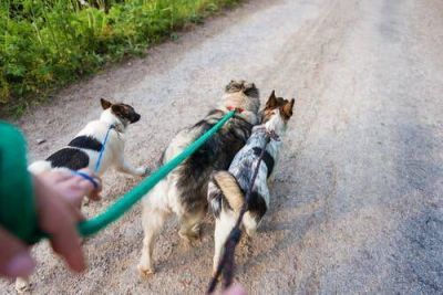 Los paseadores de perros quieren ser reconocidos como actividad esencial