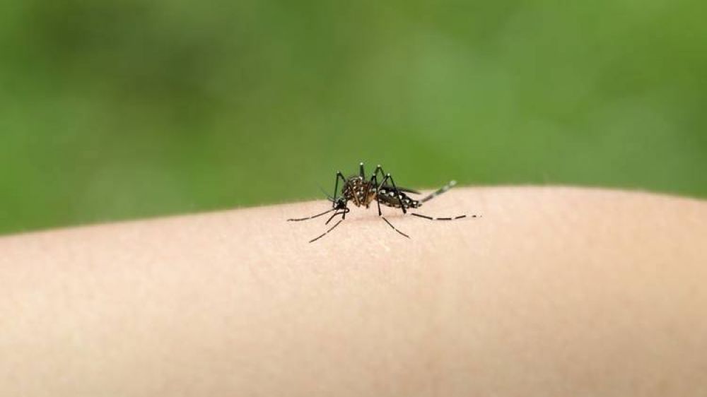 Alerta por el dengue: se super el mayor registro histrico de casos en el pas