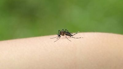 Alerta por el dengue: se super� el mayor registro hist�rico de casos en el pa�s
