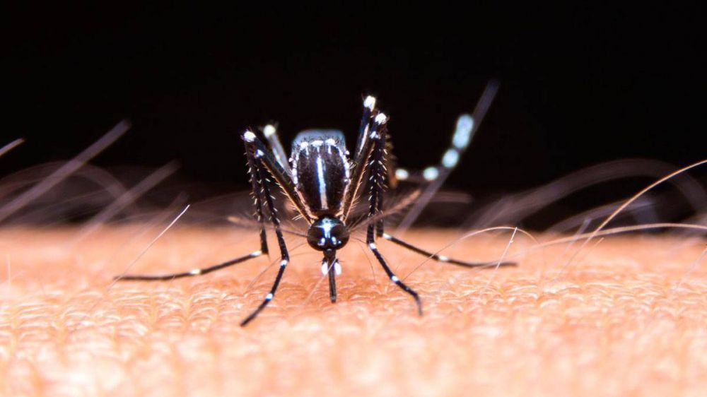 En Avellaneda y Lomas ya son 276 los casos de dengue