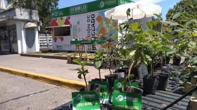 Ola verde en Merlo: En los �ltimos tres a�os se han entregado alrededor 4.000 �rboles para que el vecino los plante en su casa