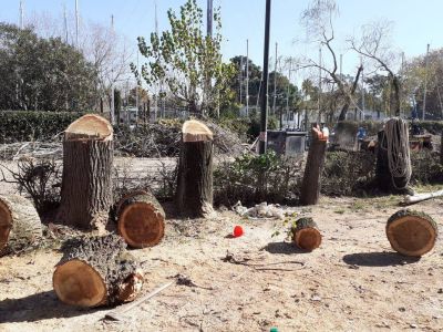 San Isidro: multan al Club N�utico Azoparto por poda y extracci�n clandestina de �rboles