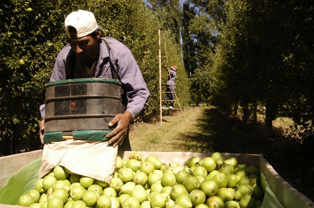 Pidieron formalmente la prrroga de la ley de emergencias para la produccin de peras y manzanas