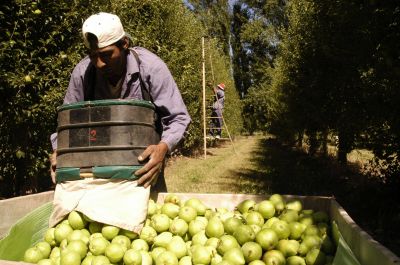 Pidieron formalmente la pr�rroga de la ley de emergencias para la producci�n de peras y manzanas