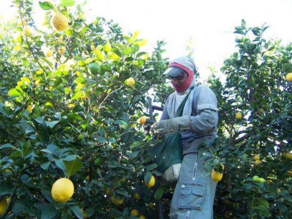 Tucum�n: denuncian que limoneras no respetan la seguridad sanitaria