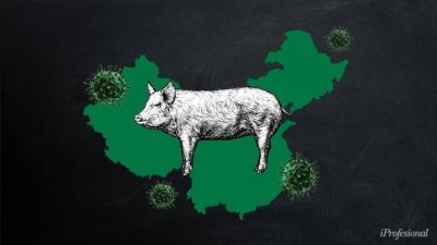 Nuevo virus que afecta a cerdos: ¿peligra la exportación de soja argentina al mercado asiático?
