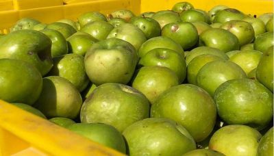 Una empresa busca transformar 400 toneladas anuales de residuos de fruta en biogás y biofertilizante